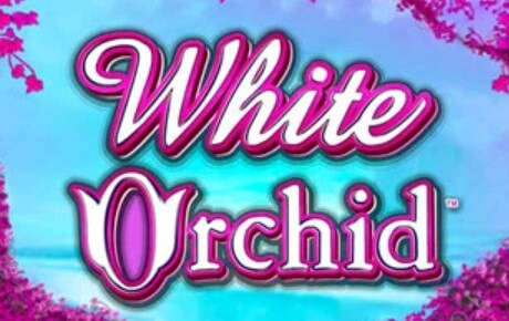 Machine a sous White Orchid